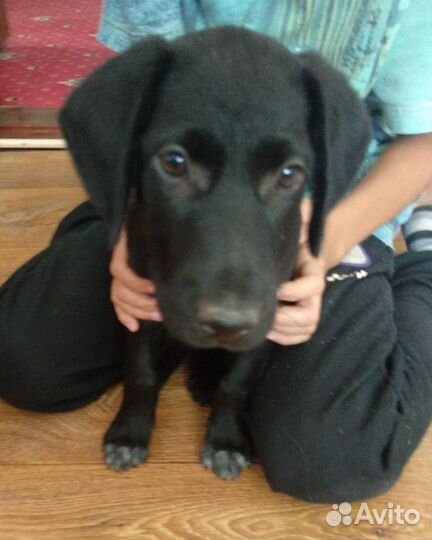 Щенок в добрые руки