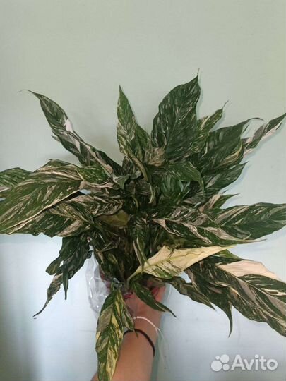 Спатифиллум даймонд вариегатный