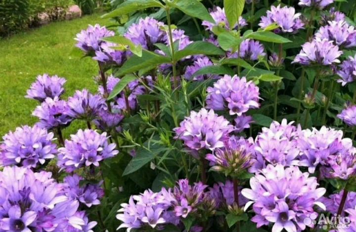 Смолка и многолетние цветы