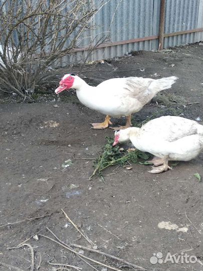 Утята мускусные тяжёлой французской линии