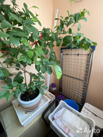 Лимонное дерево большое