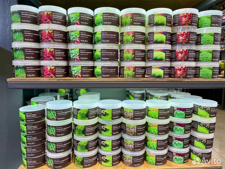 Меристемные аквариумные растения