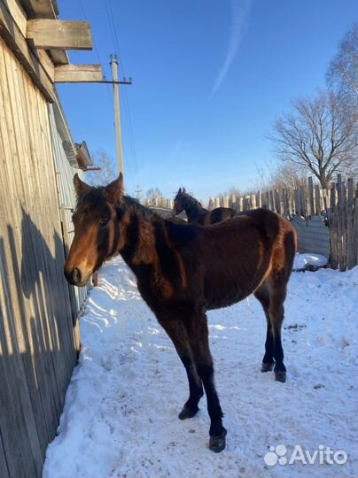 Продаются лошади
