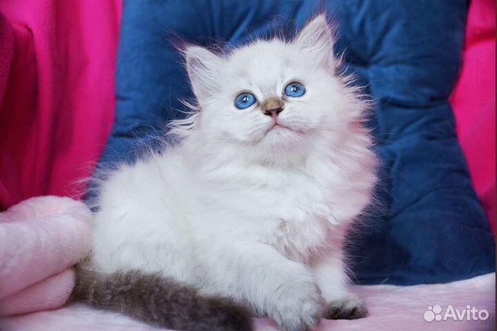 Невская маскарадная кошечка