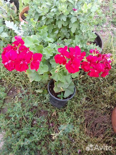 Герани и хризантема