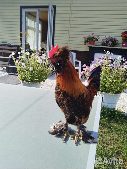 Петухи Алтайской бентамки