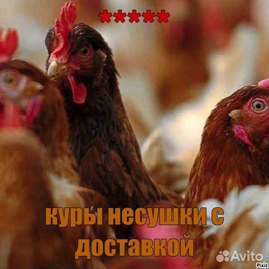 Куры несушки