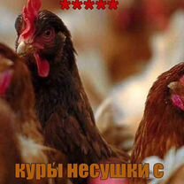 Куры несушки