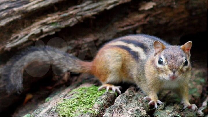 Дом 40 м² на участке 9 сот.