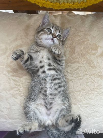 Котята мальчики в дар