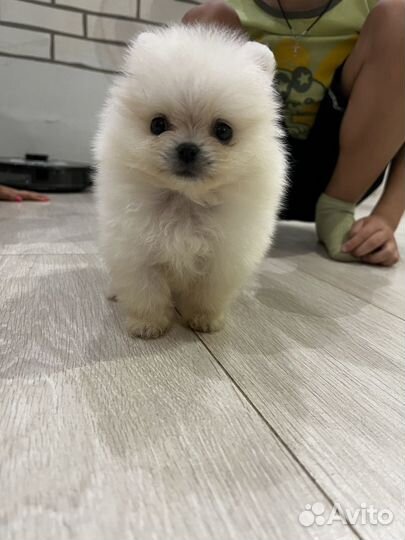 Продам щенка