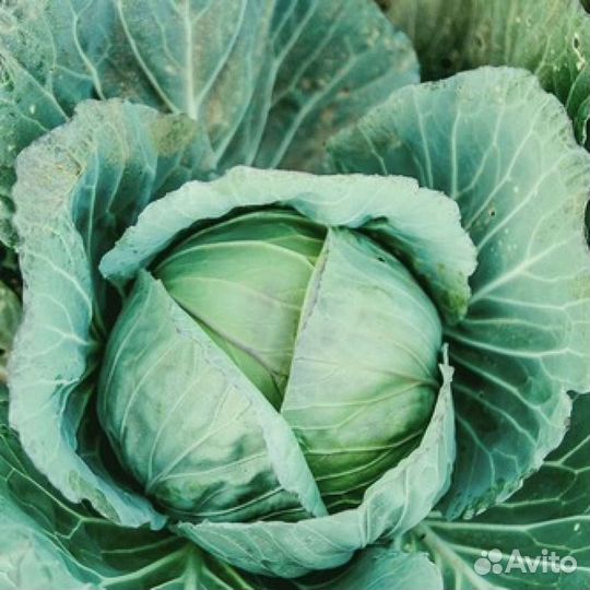 Капуста домашняя