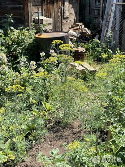 Зонтики укропа