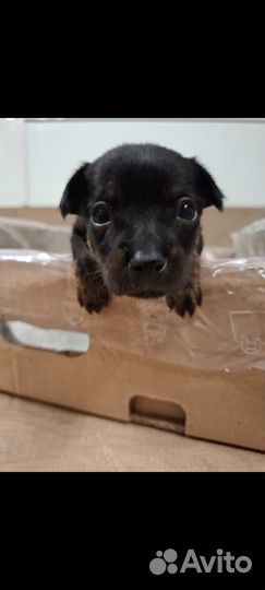 Мини той-терьер щенки