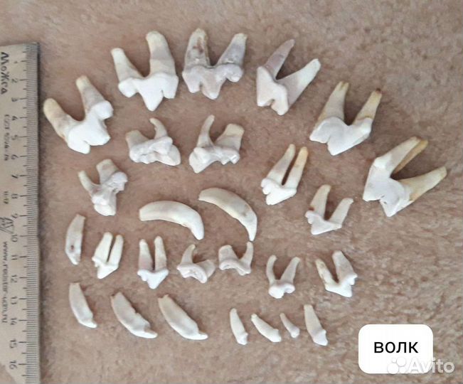 Клыки, зубы волка,когти,кунка, петля имитация
