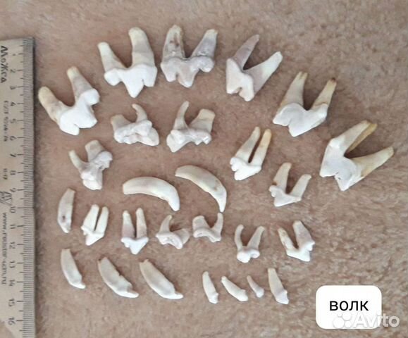 Клыки, зубы волка,когти,кунка, петля имитация