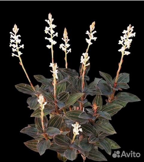 Орхидея лудизия