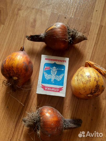 Луковицы осеннего безвременника колхикум