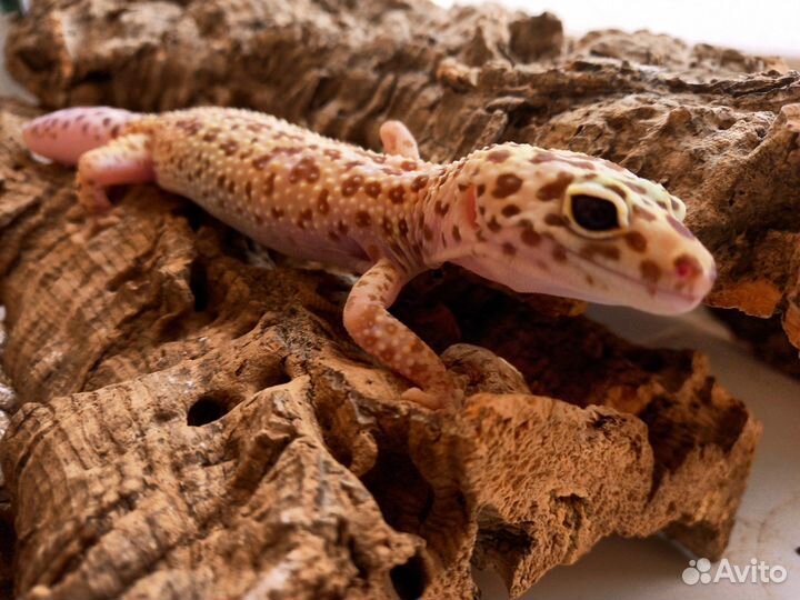 Геккон Пятнистый эублефар Dreamsickle самка 2022
