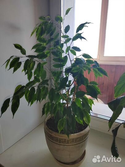 Фикус бенджамина