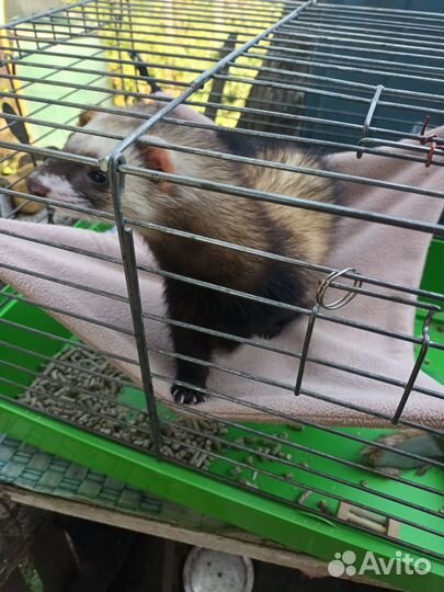 Хорёк вязка