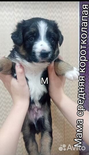 Щенки собачки