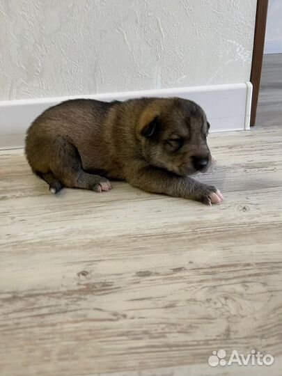 Щенки лайки