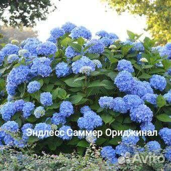 Гортензия