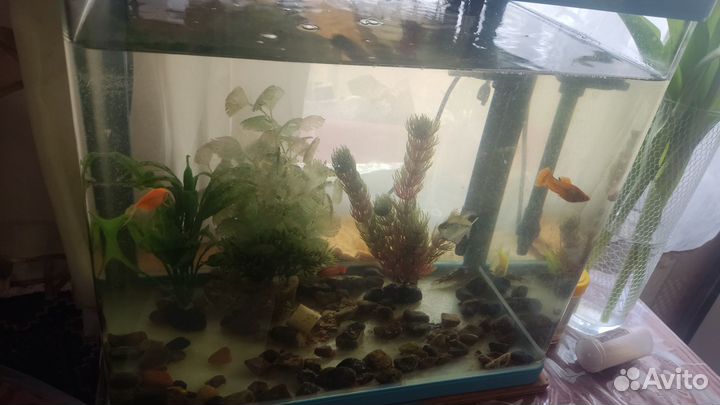 Продам аквариум с рыбками