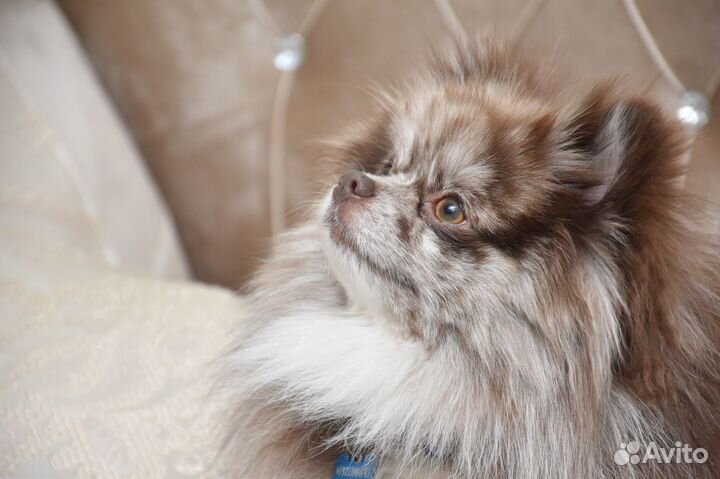 Кобель для вязки шпиц