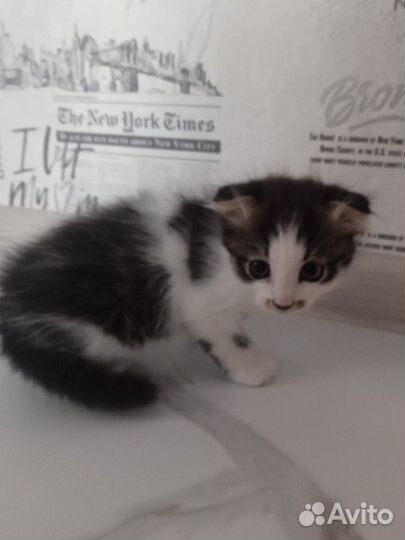 Котята девочки