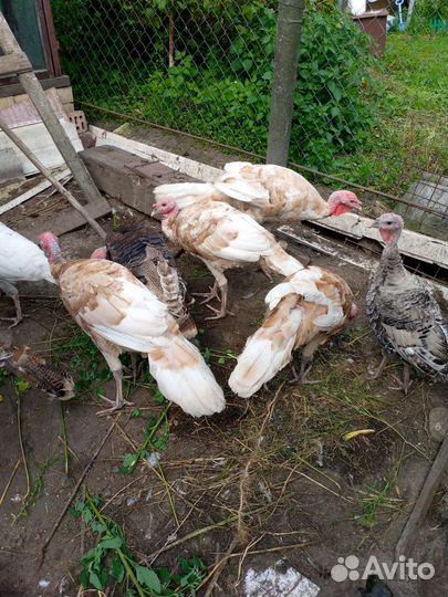 Индюки подрощенные