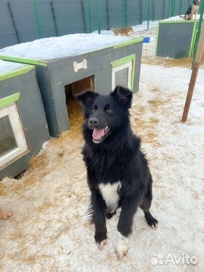 Собака девочка