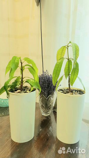 Манго, сибирский кедр, черёмуха