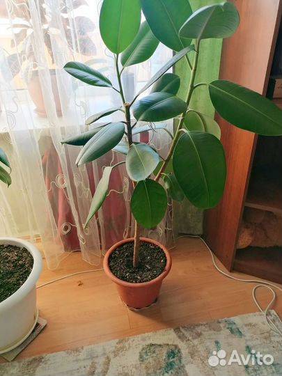 Фикус(большой