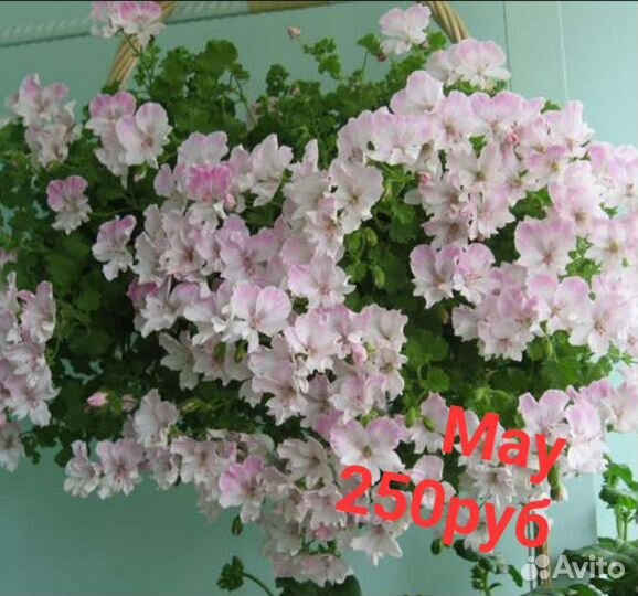 Пеларгония герань