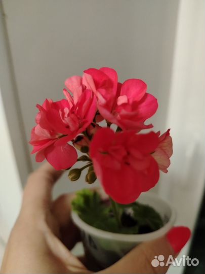 Пеларгония