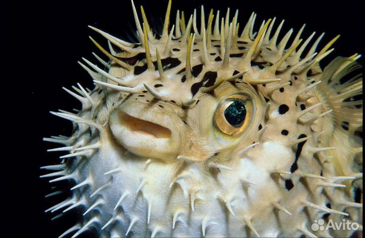 Морские ракушки и рыба-еж бесплатно