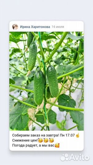 Домашние огурцы, помидоры, чеснок, зелень, мёд