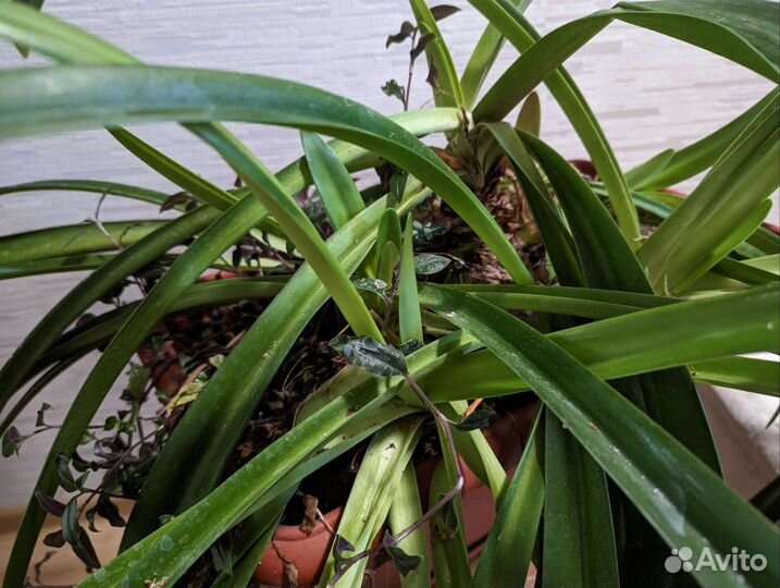 Гиппеаструм