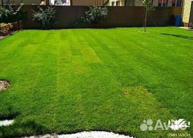 Продажа Рулонного газона
