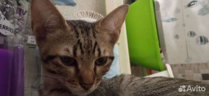 Котёнок девочка