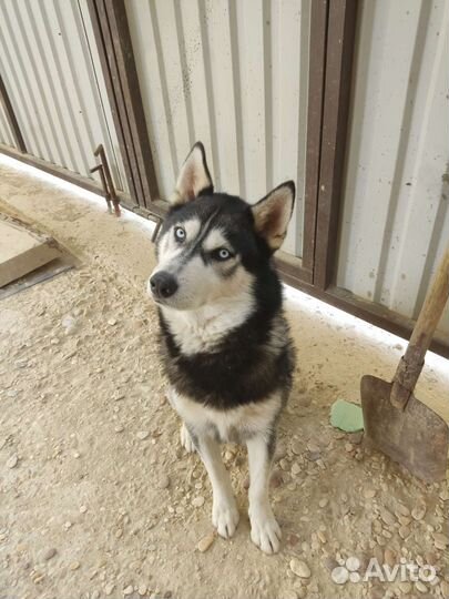 Сибирский хаски