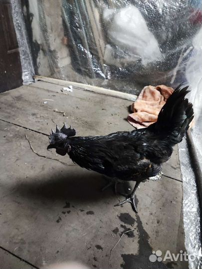 Черный петух