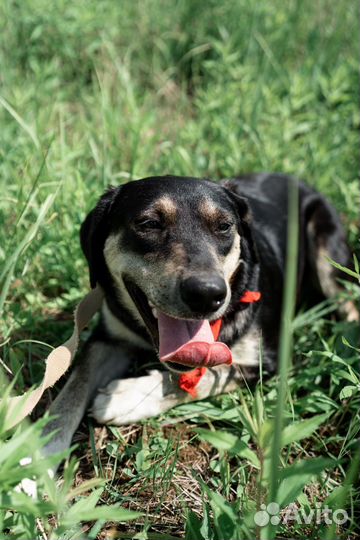 Собака в добрые руки