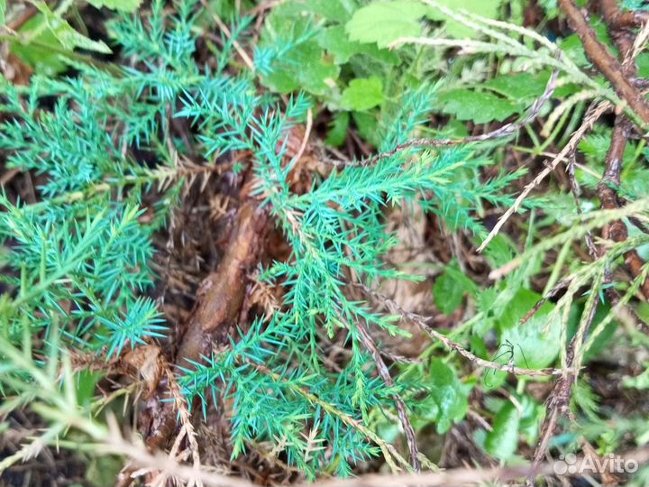 Можжевельник