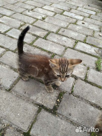 Котёнок 1 месяц
