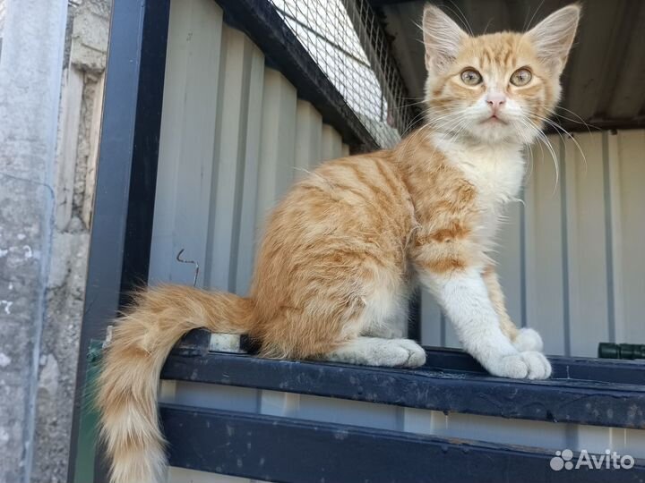 Игривый рыжый котенок