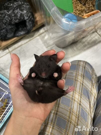 Хомяк с клеткой,сирийский маленький