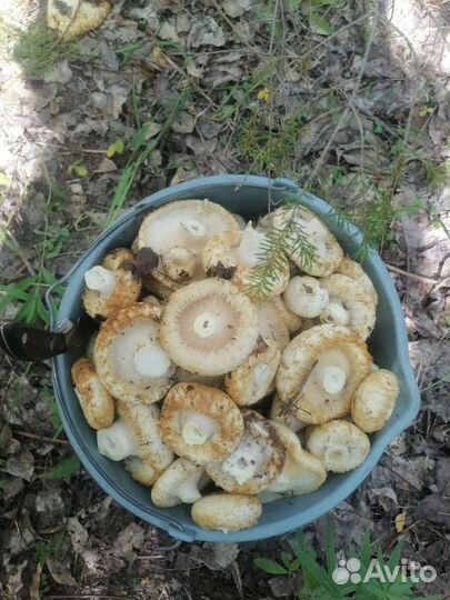 Грибы грузди соленые